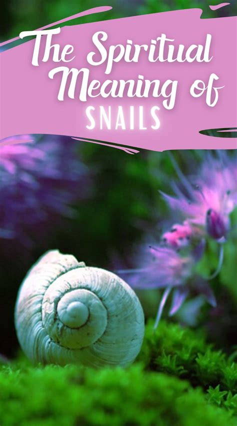spiritual meaning of snail|Snail Spiritual Meaning (Decoding Snail’s Sacred Message).